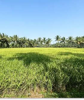 Organic farm