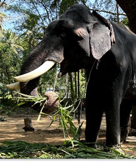 Elephants at Punathoor Anakotta